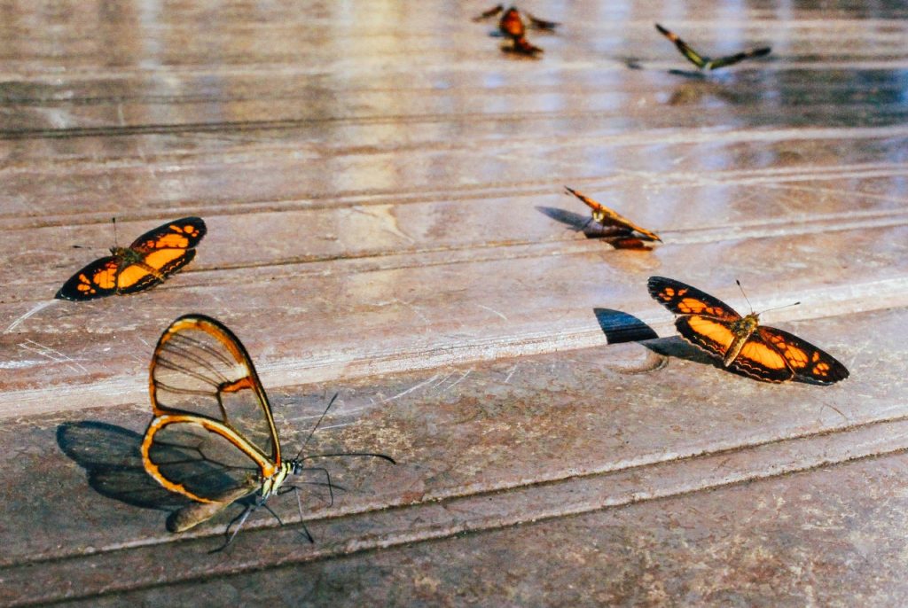 Fler fjärilar och bin i din trädgård med dessa 4 tips!